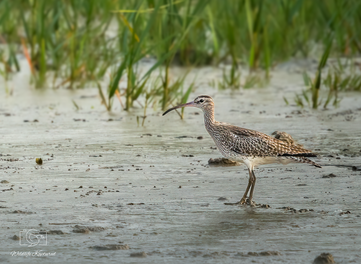 Eurasian Whimbrel - ML646396226