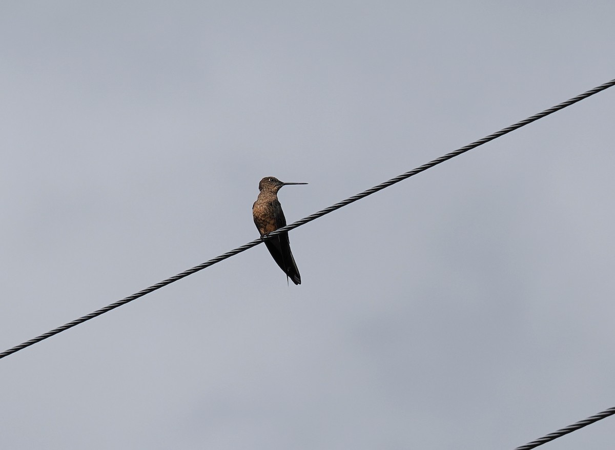 Giant Hummingbird - ML646396227