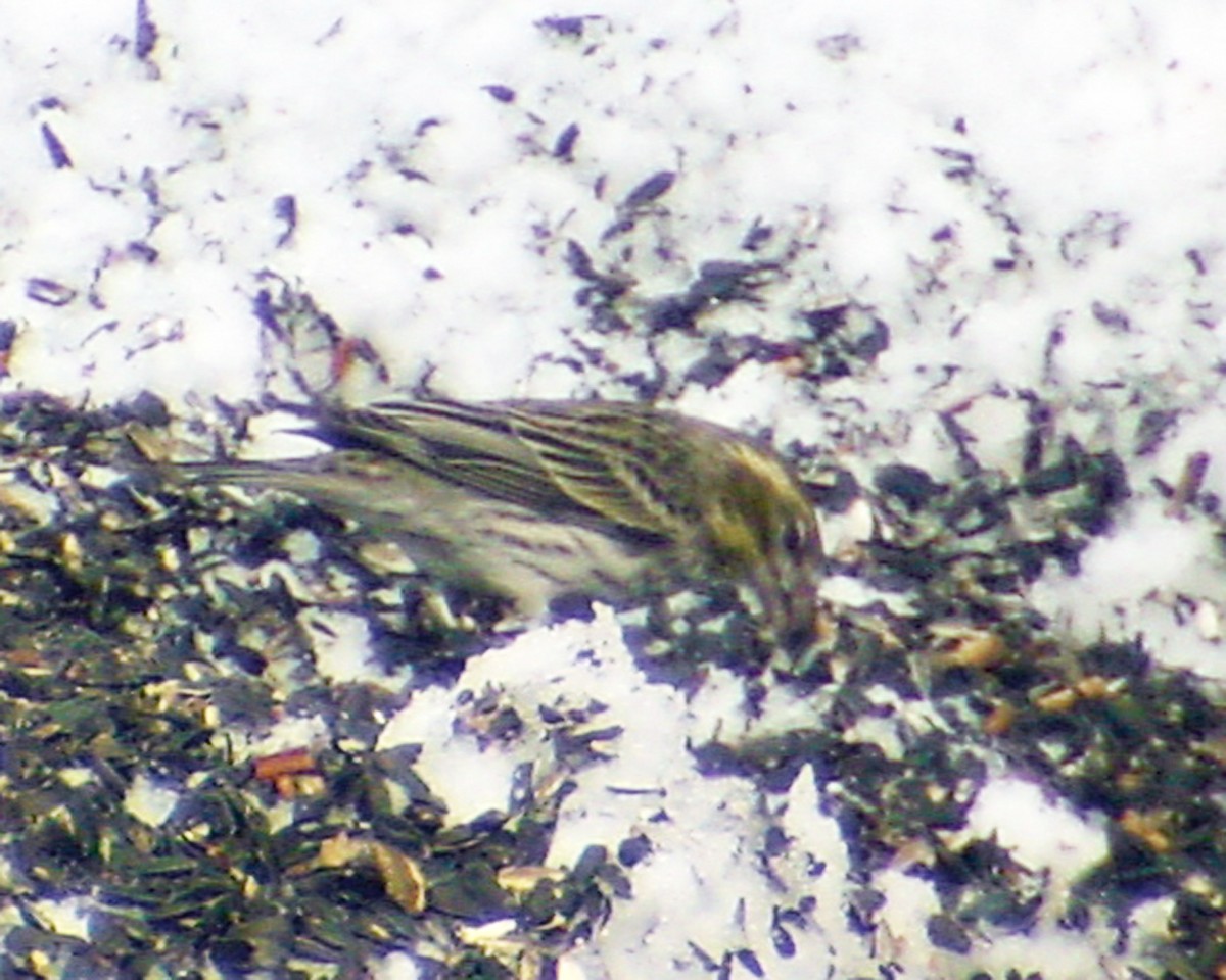 Cassin's Finch - ML646396228