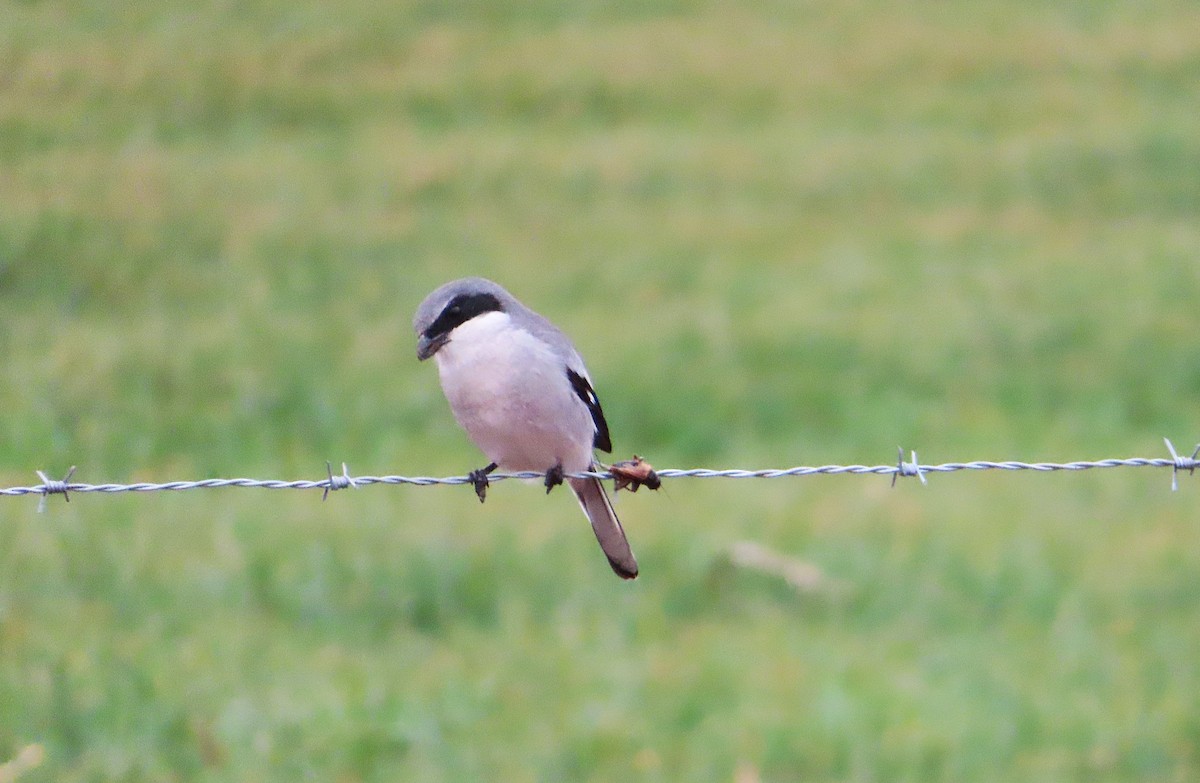 Loggerhead Shrike - ML646396237