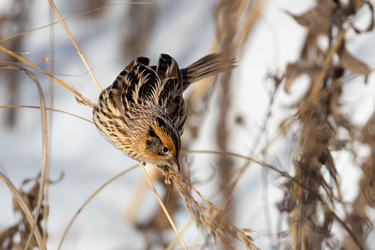 LeConte's Sparrow - ML646396238