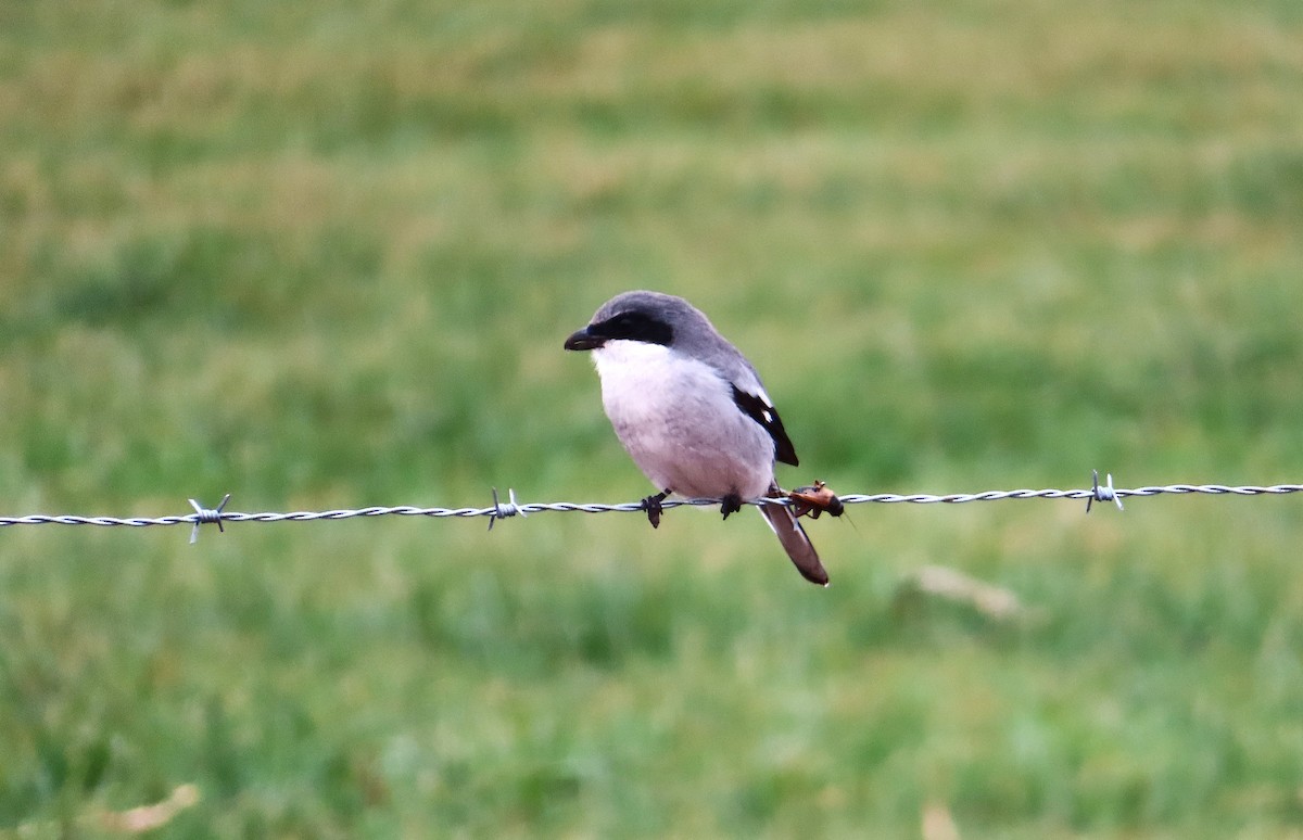 Loggerhead Shrike - ML646396239