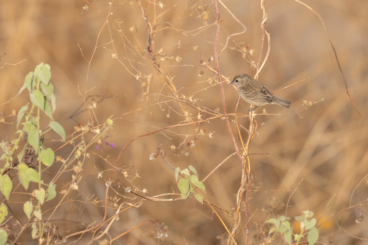 Blue-black Grassquit - ML646396241