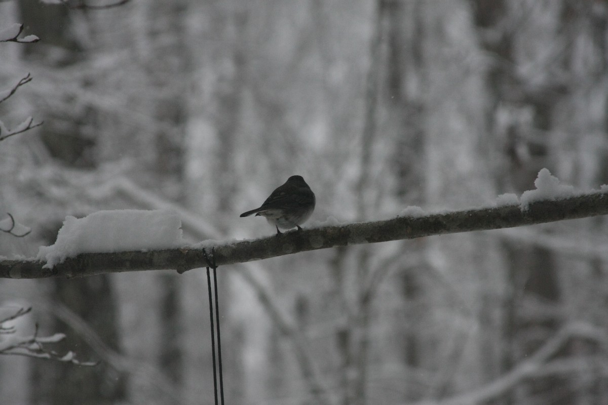 ユキヒメドリ - ML646396243