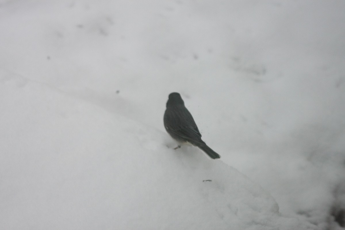 ユキヒメドリ - ML646396244