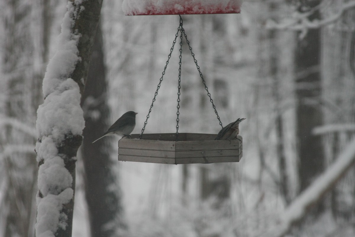 ユキヒメドリ - ML646396245