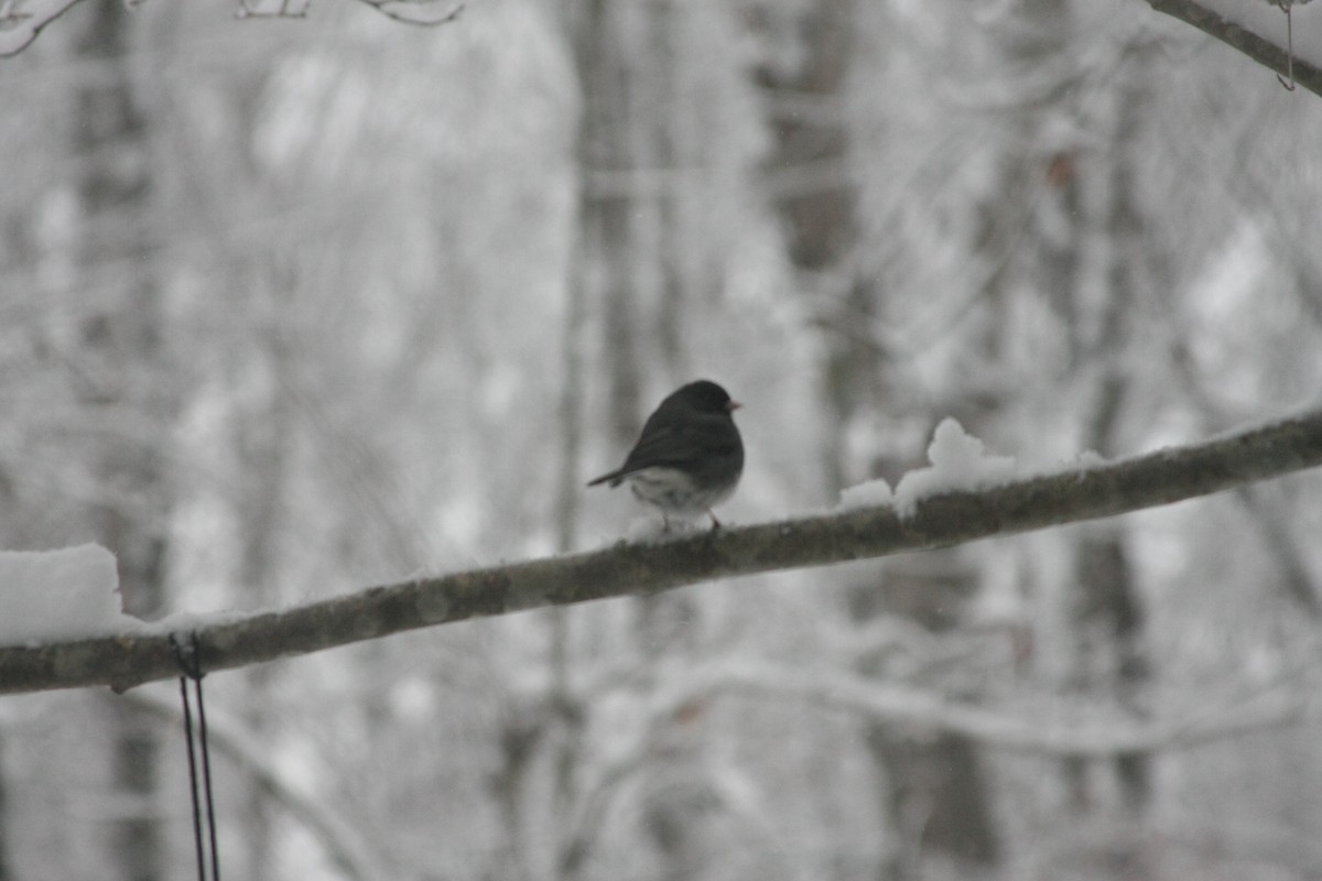 ユキヒメドリ - ML646396246