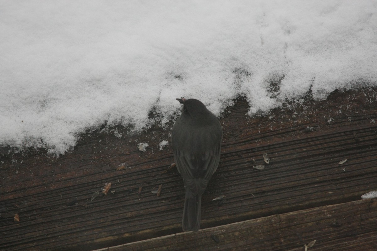 ユキヒメドリ - ML646396248