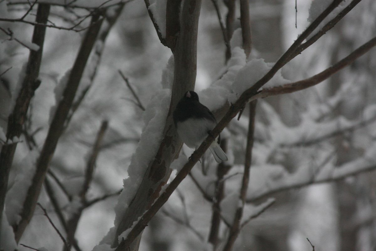 ユキヒメドリ - ML646396249