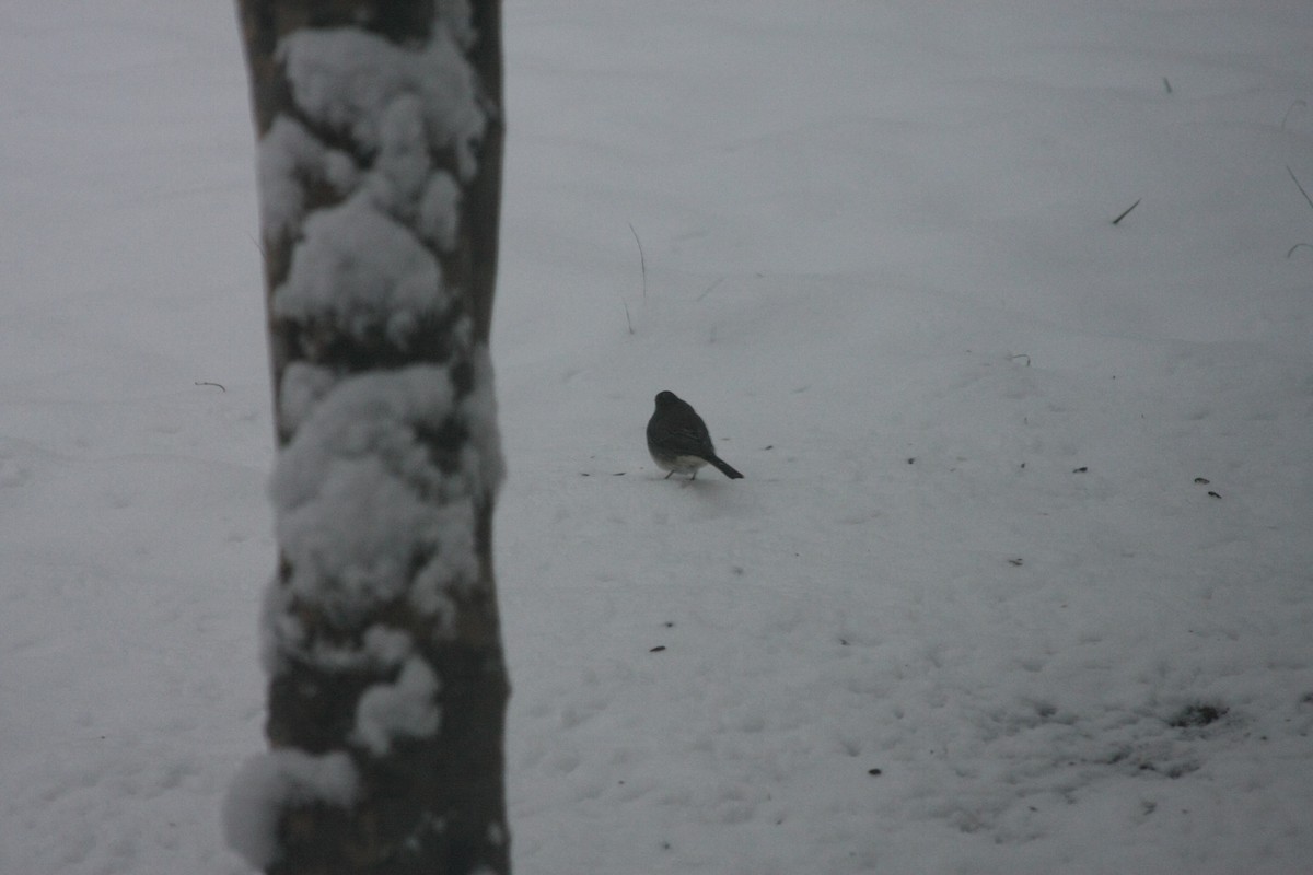 ユキヒメドリ - ML646396251