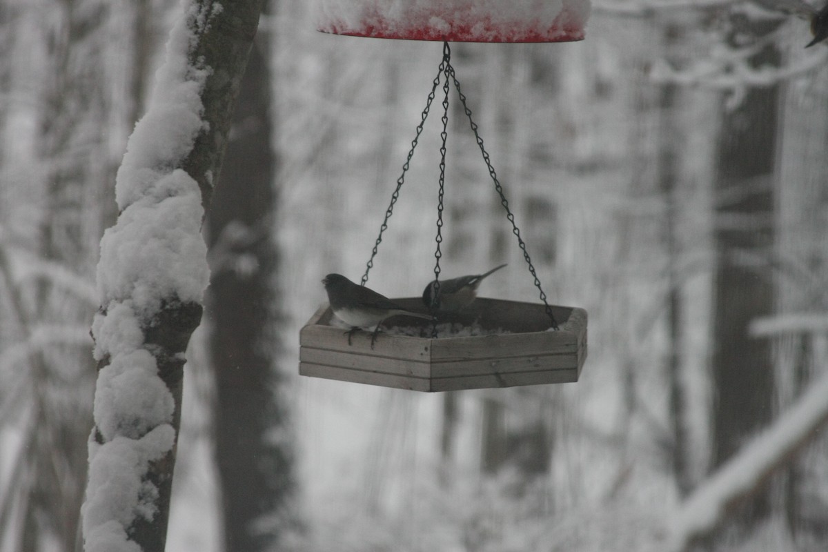 ユキヒメドリ - ML646396252