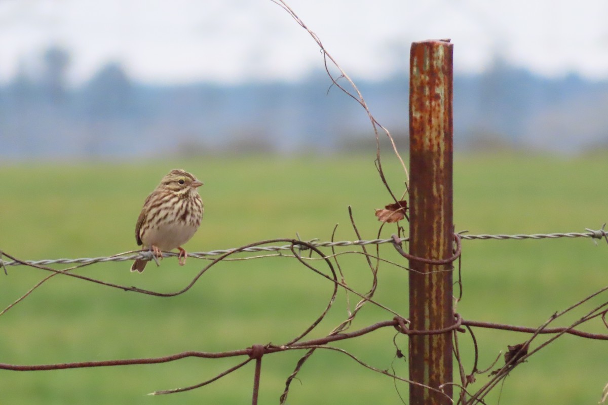稀樹草鵐 - ML646396253