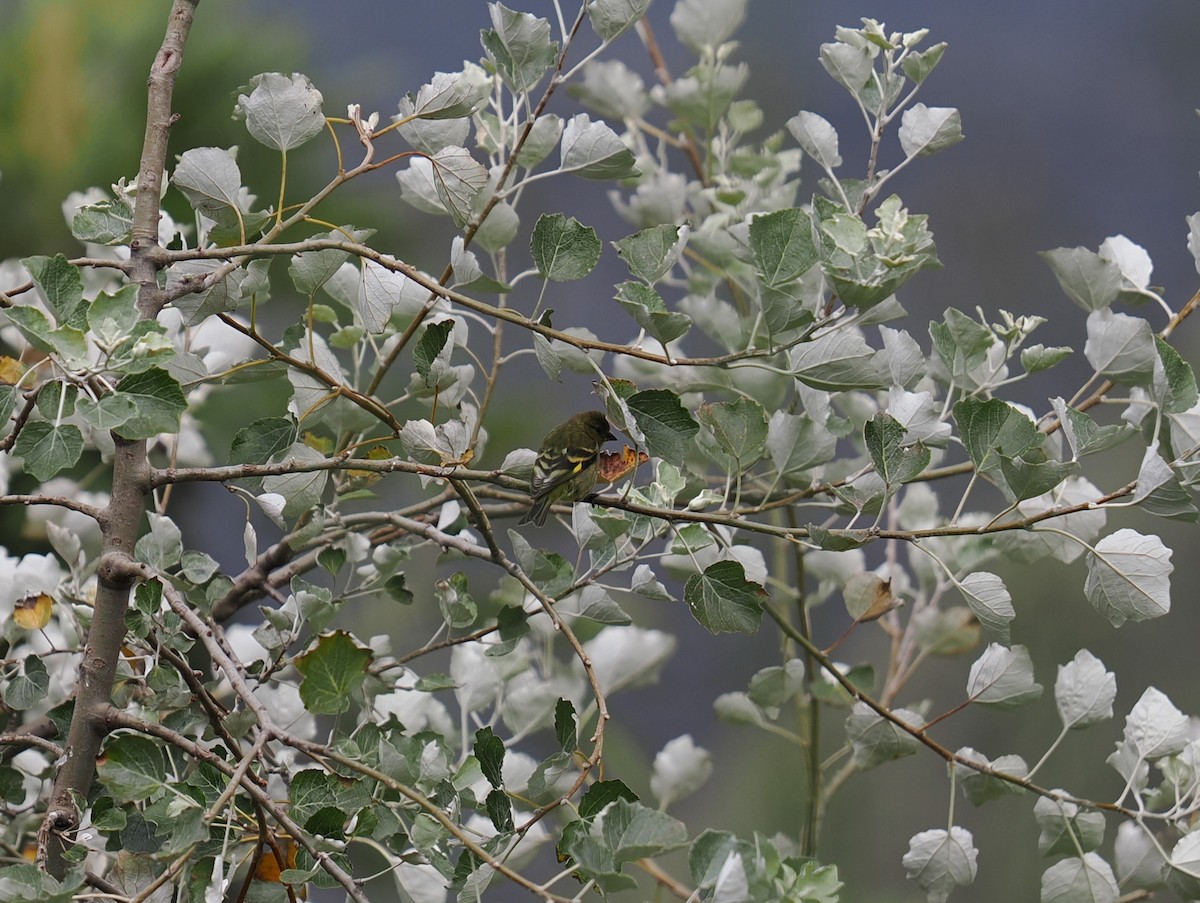 hettesisik - ML646396255