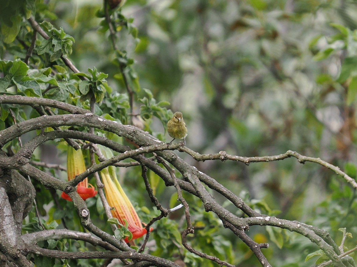 hettesisik - ML646396256