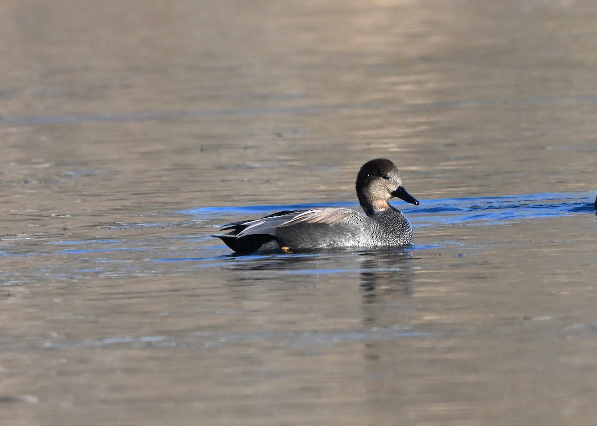 Gadwall - ML646396258