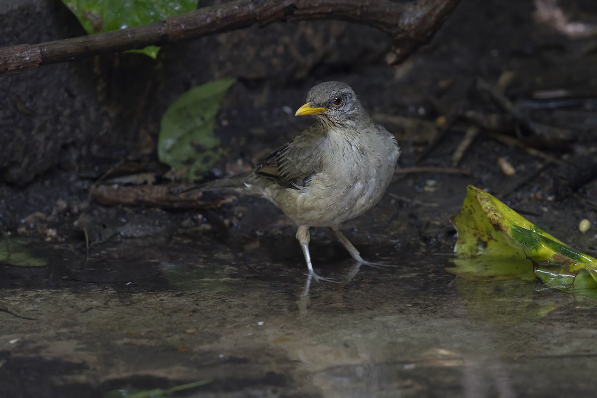 African Thrush - ML646396260
