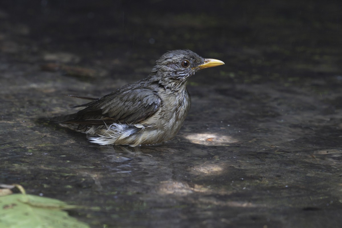 African Thrush - ML646396261