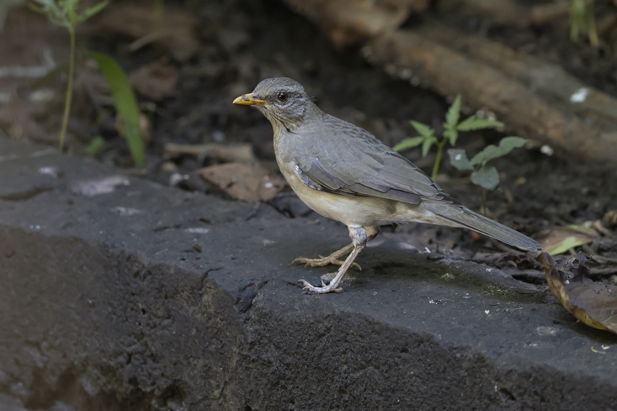 African Thrush - ML646396262