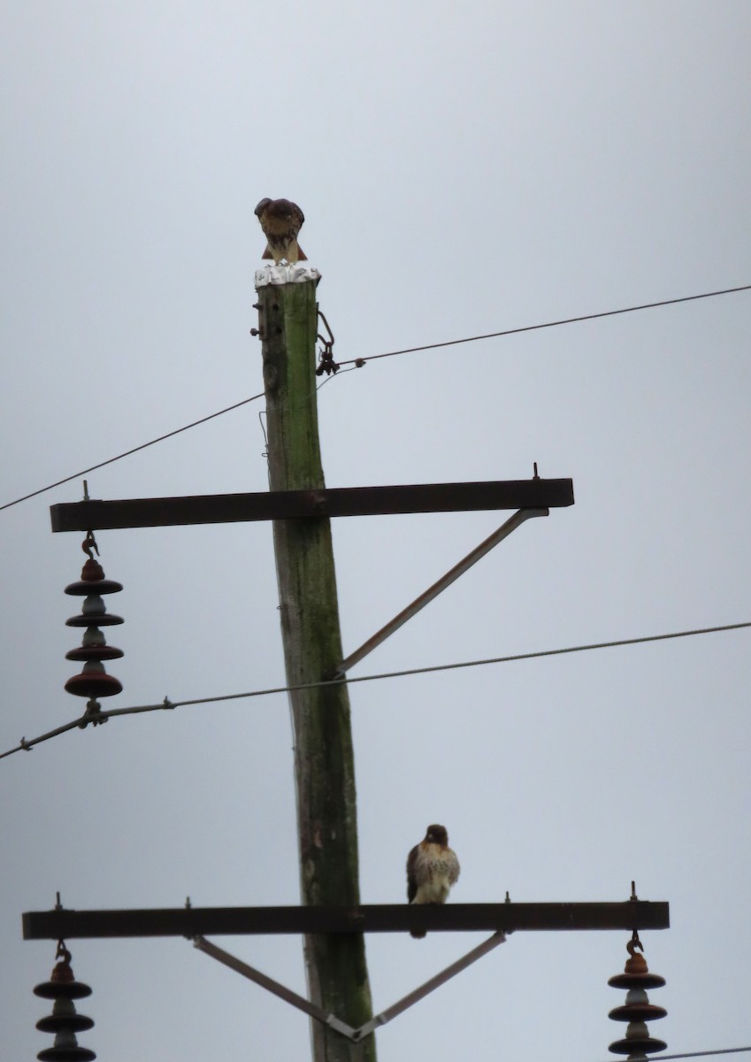 Red-tailed Hawk - ML646396263