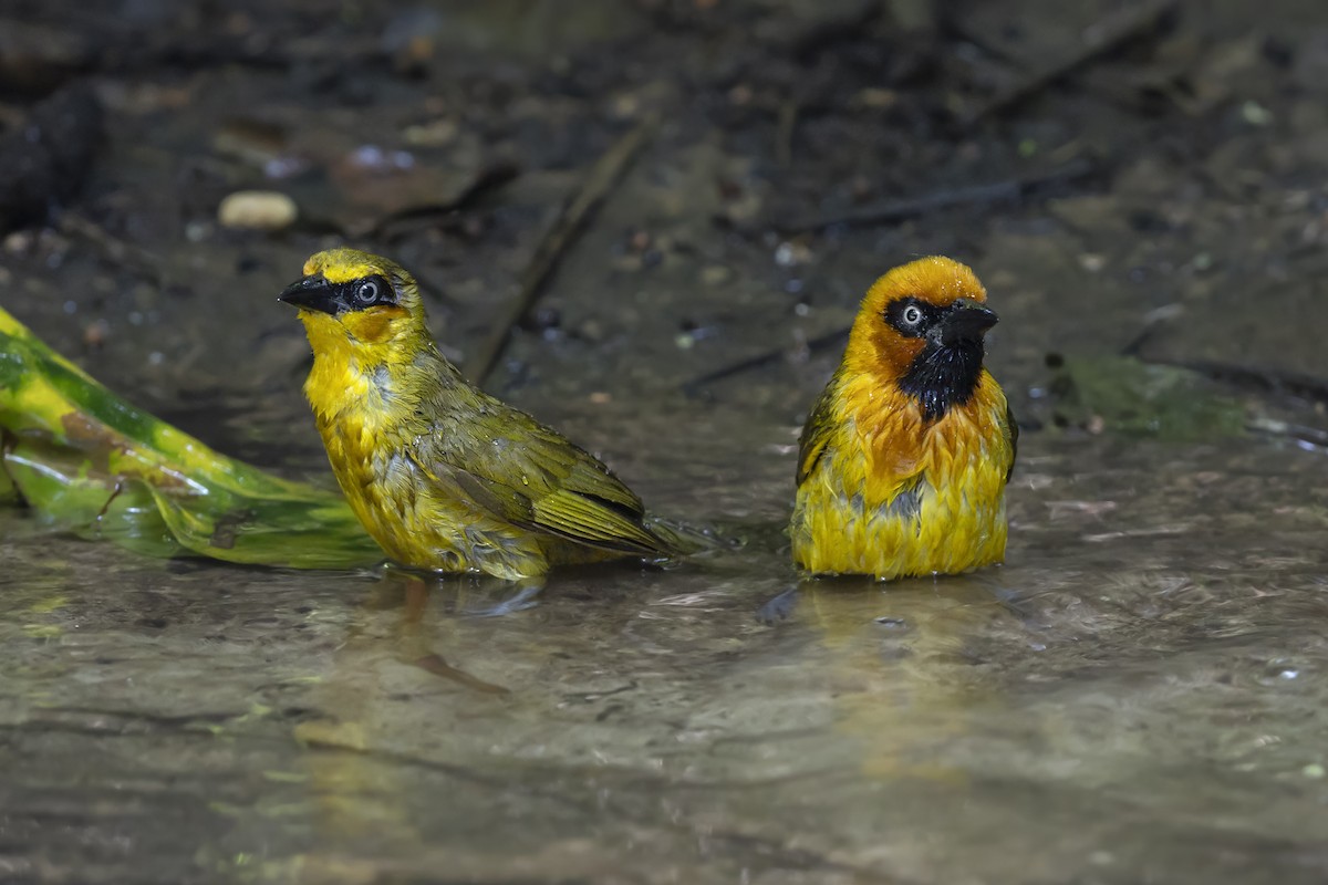 Olive-naped Weaver - ML646396266