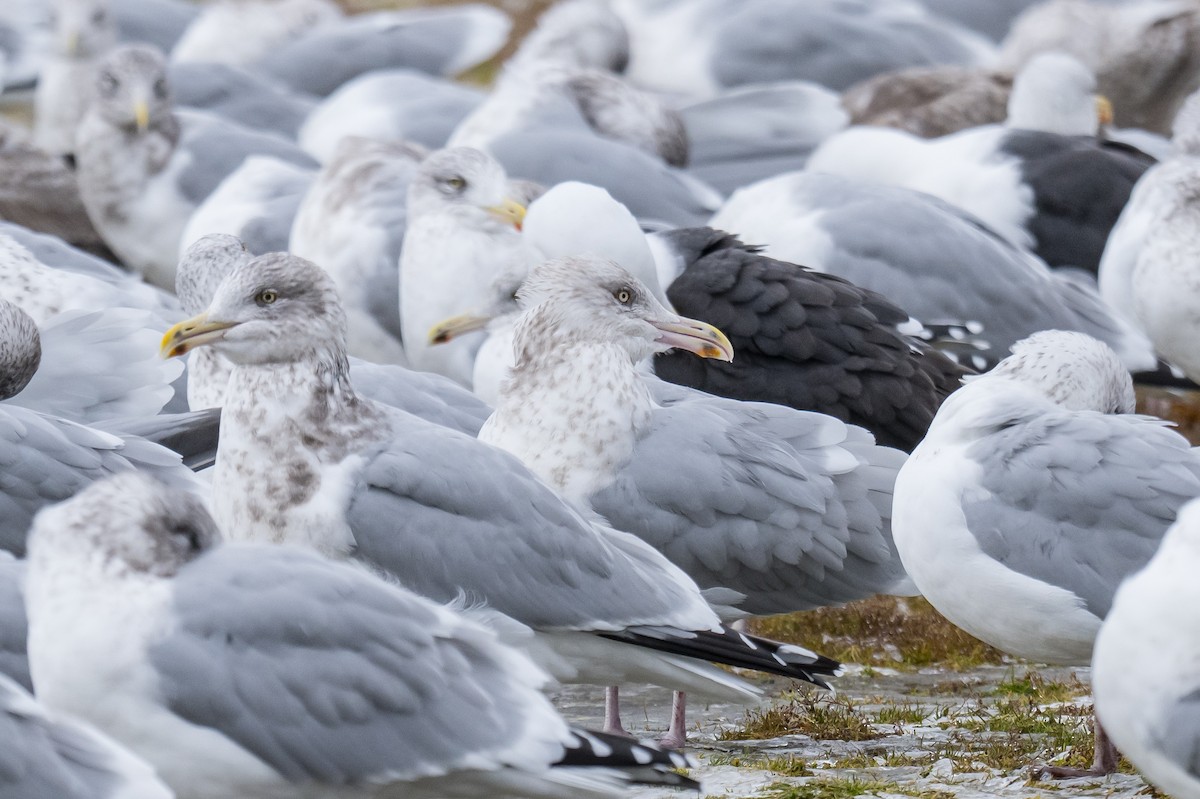 American Herring Gull - ML646396267