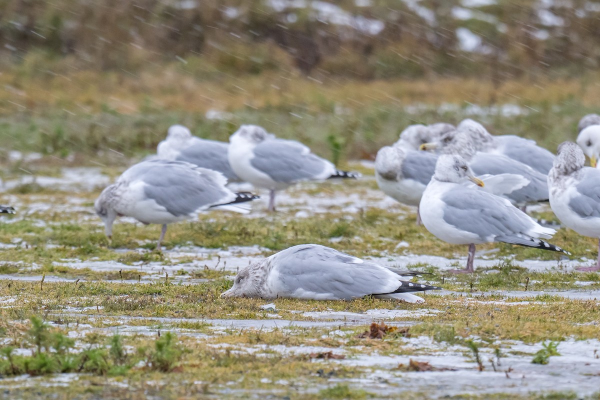 American Herring Gull - ML646396268