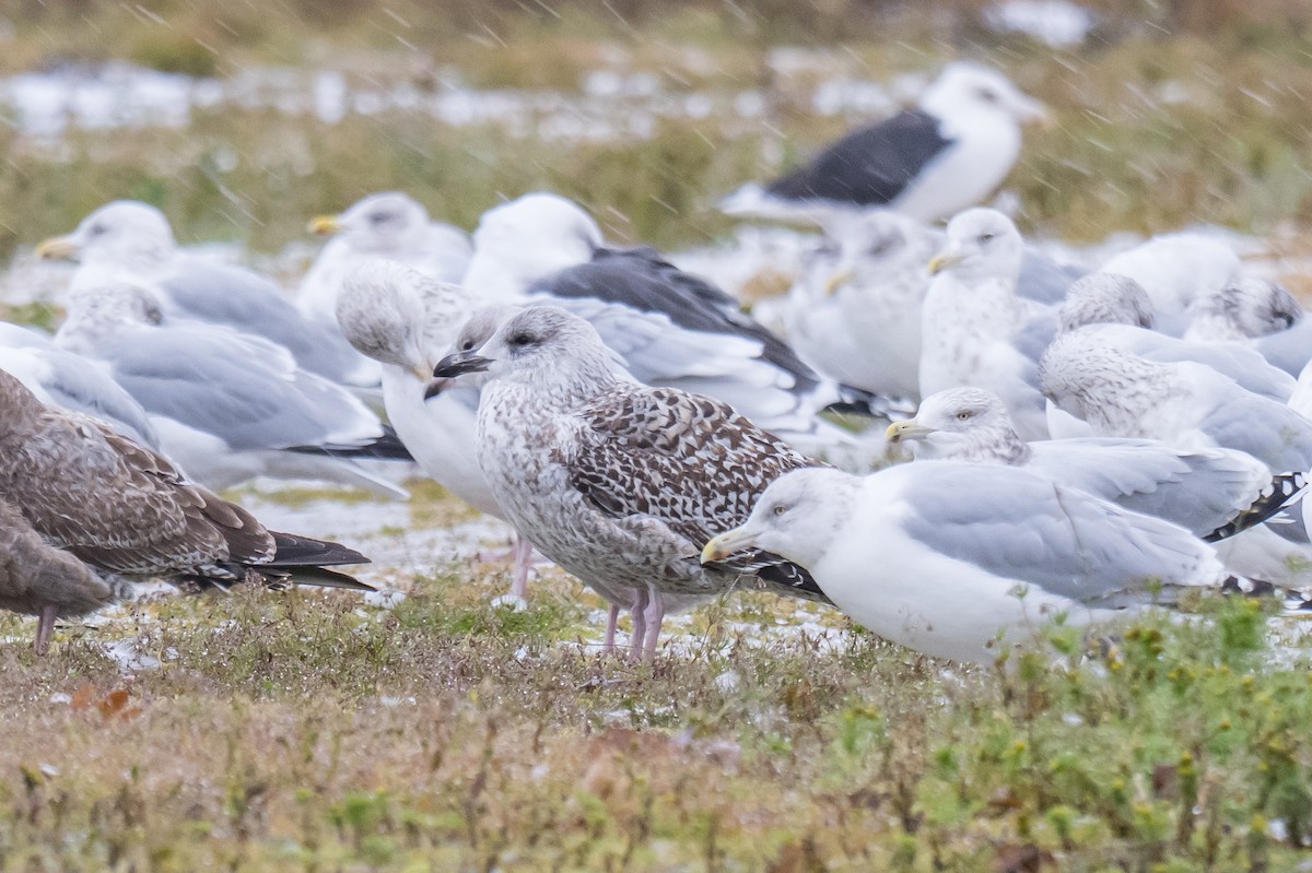 American Herring Gull - ML646396269