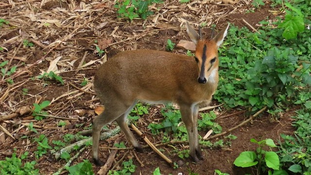 動物界 - ML646396271