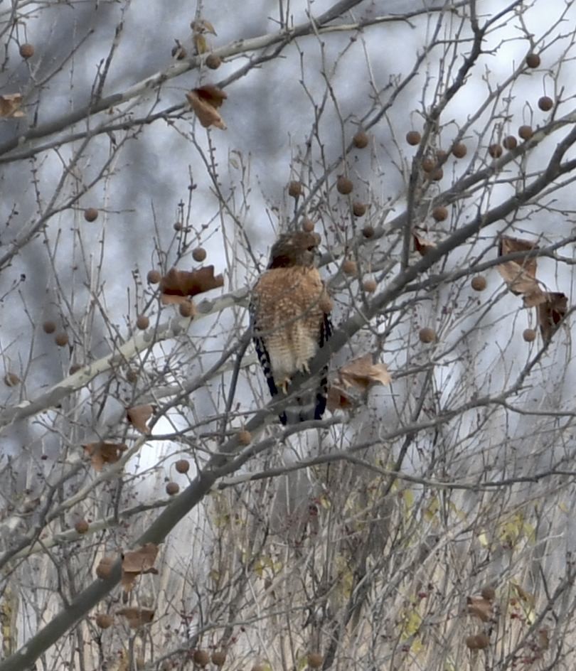 Buse à épaulettes - ML646396274