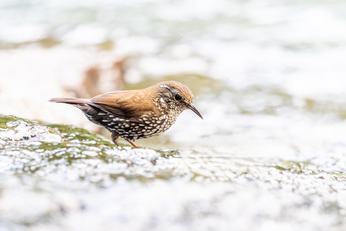 Sharp-tailed Streamcreeper - ML646396275
