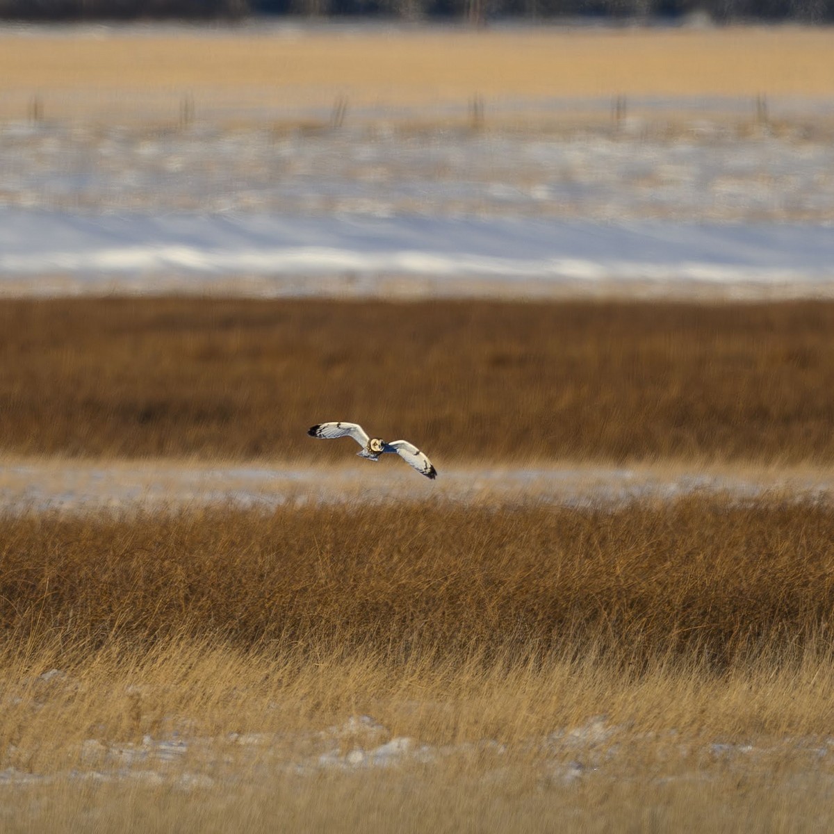 Short-eared Owl - ML646396276