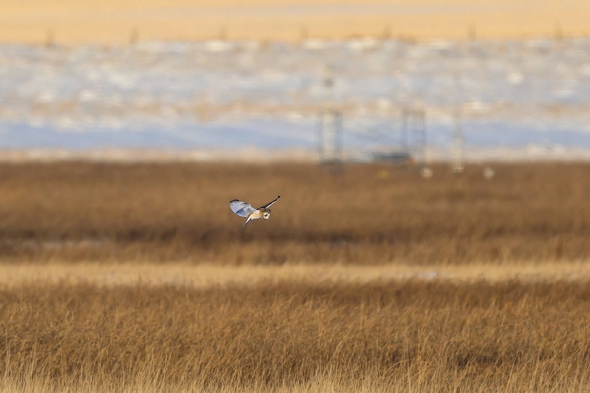 Short-eared Owl - ML646396277