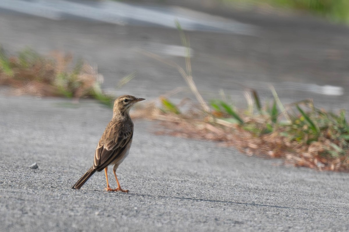 linduška rýžová - ML646396279