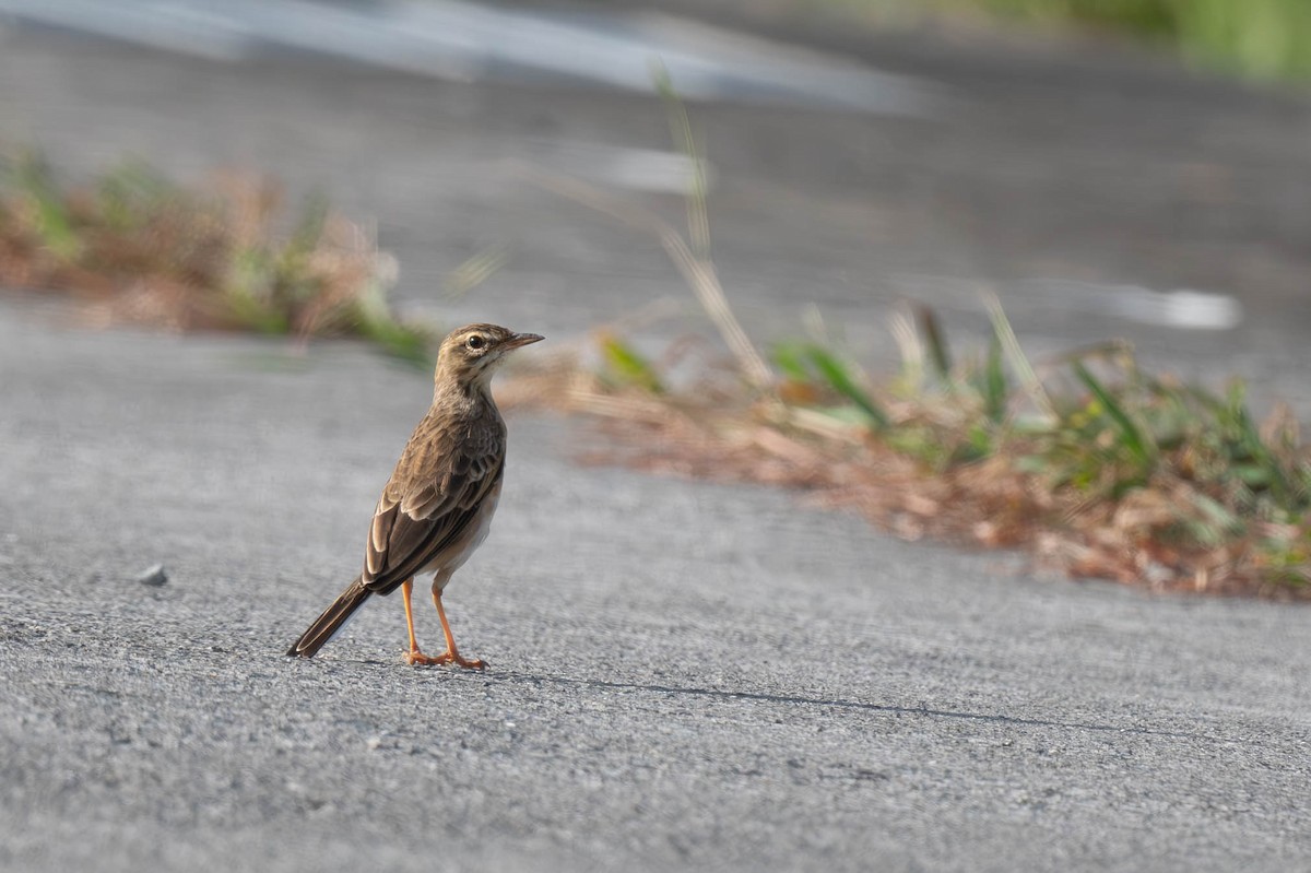 linduška rýžová - ML646396280