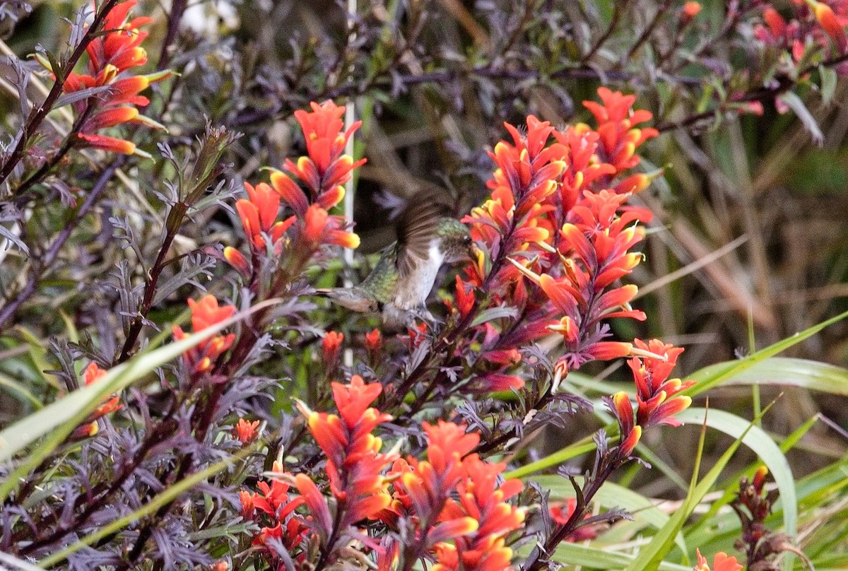 Volcano Hummingbird - ML646396282
