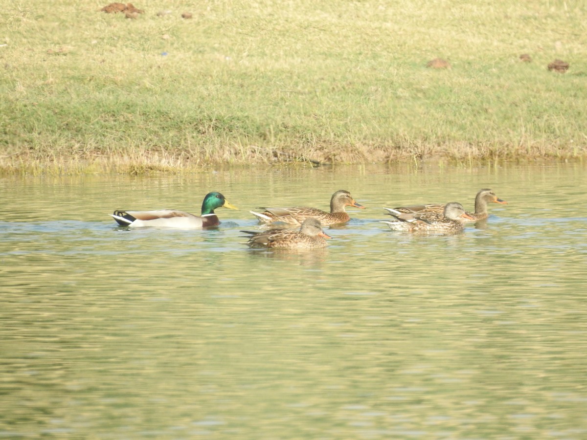 kachna divoká - ML646396283