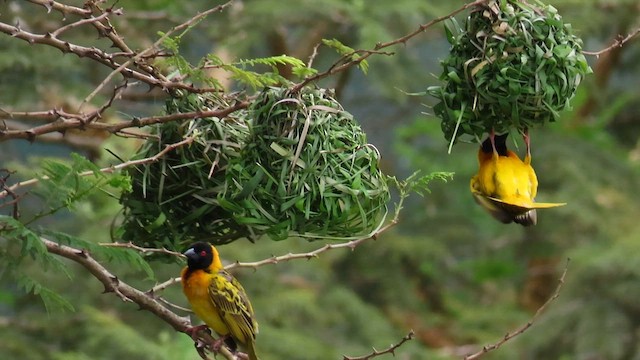 Village Weaver - ML646396284