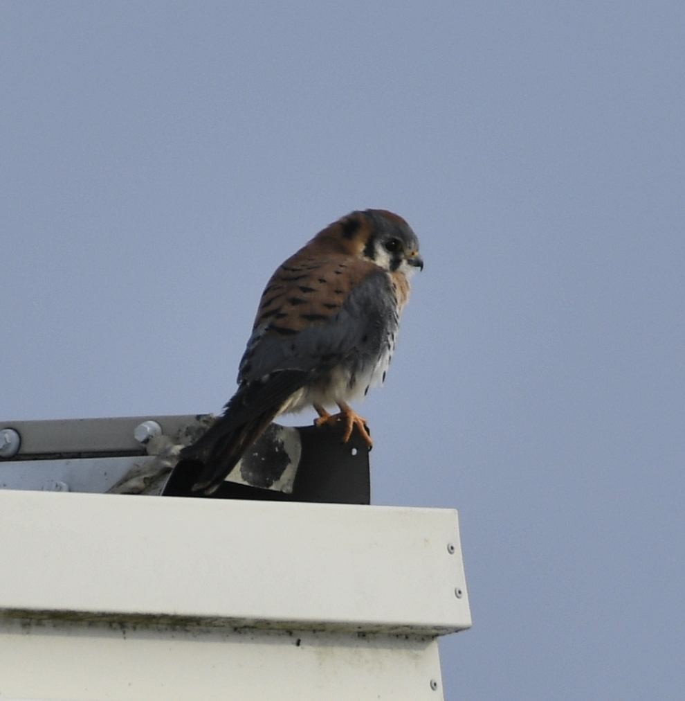 Crécerelle d'Amérique - ML646396287