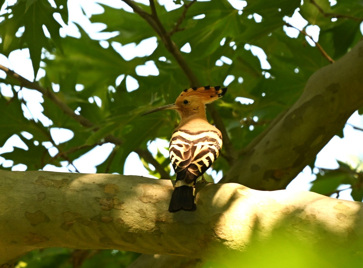 Common Hoopoe - ML646396288
