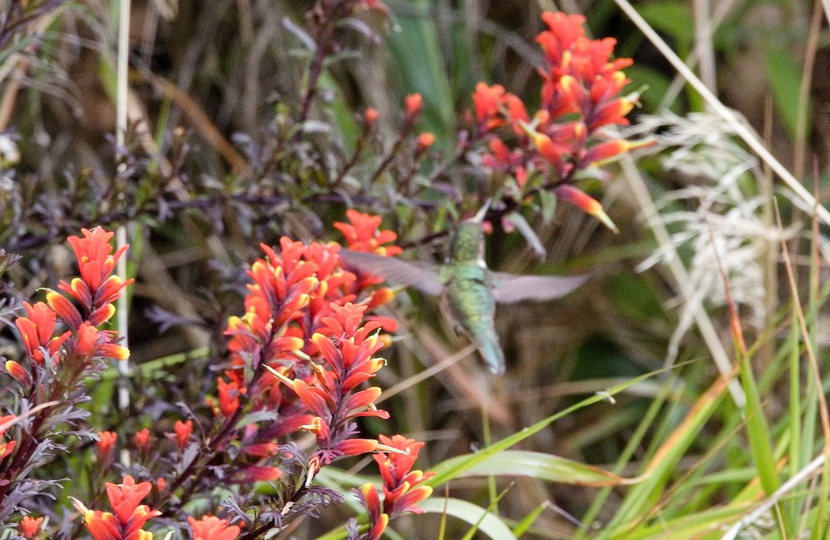 Volcano Hummingbird - ML646396289