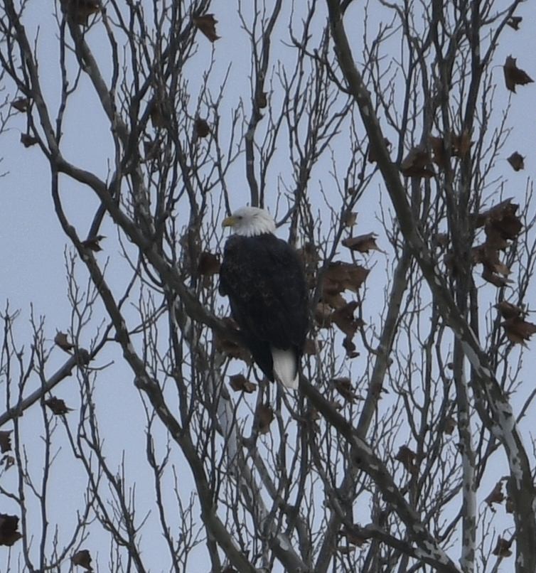 Pygargue à tête blanche - ML646396290