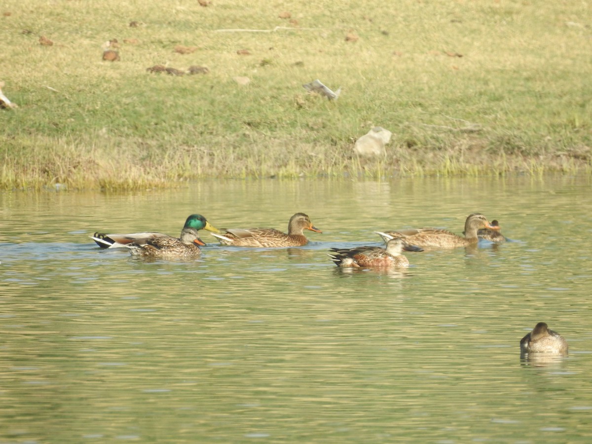 lžičák pestrý - ML646396291