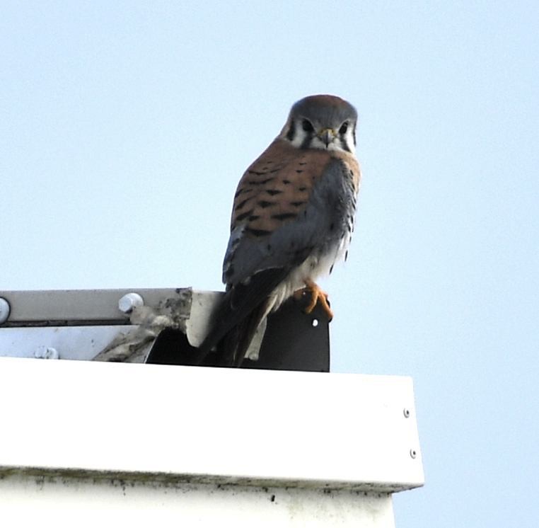 Crécerelle d'Amérique - ML646396292