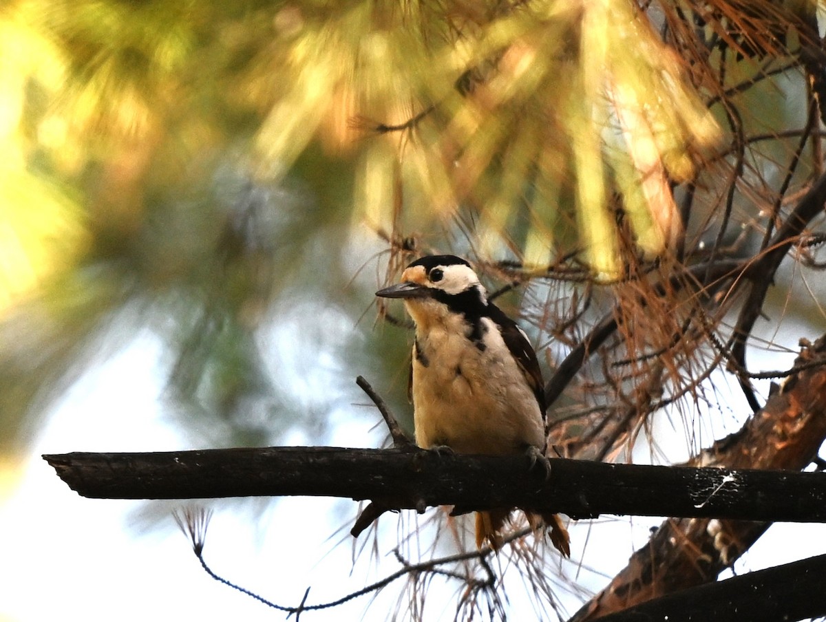 Syrian Woodpecker - ML646396295
