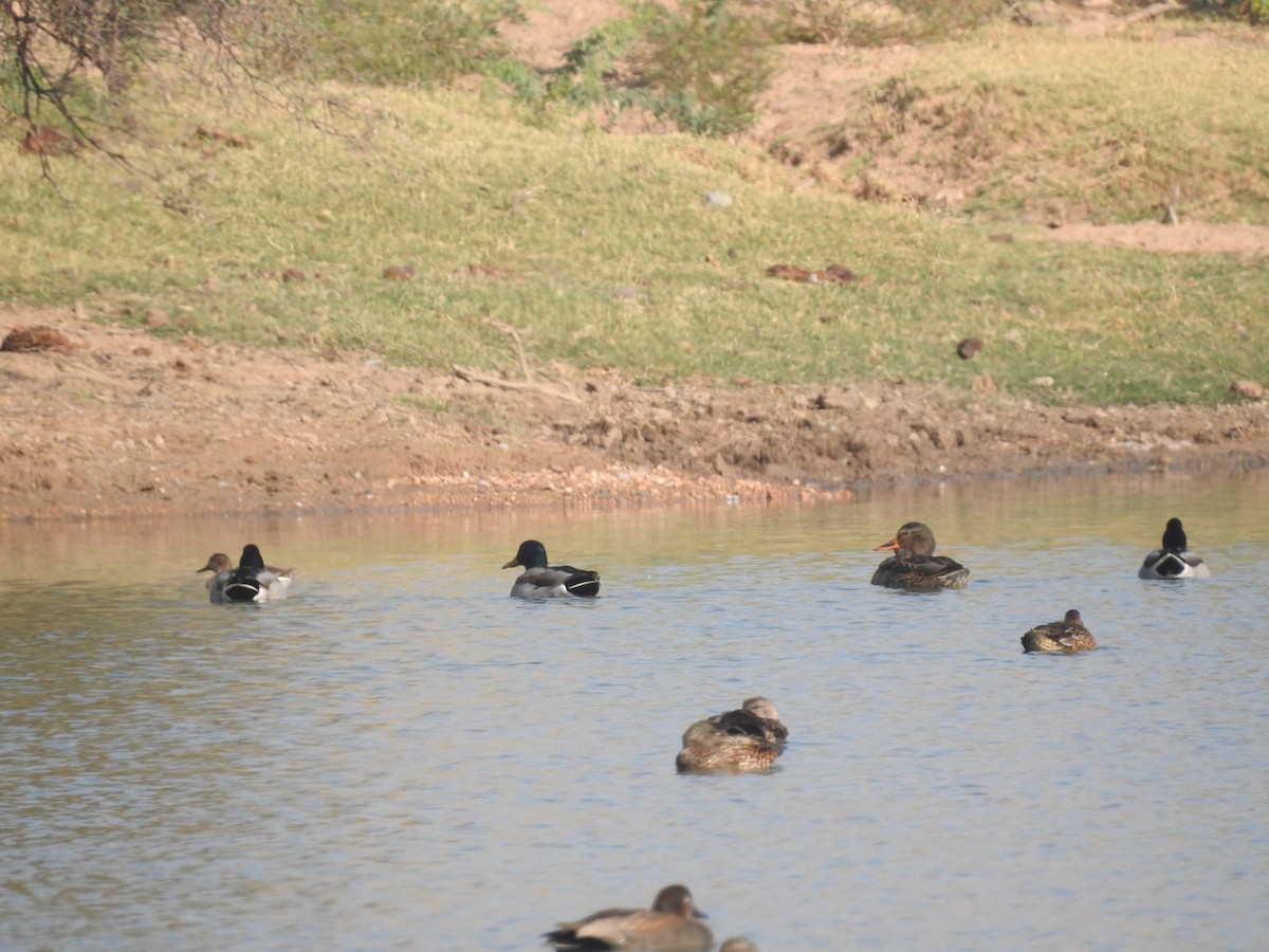 kachna divoká - ML646396296