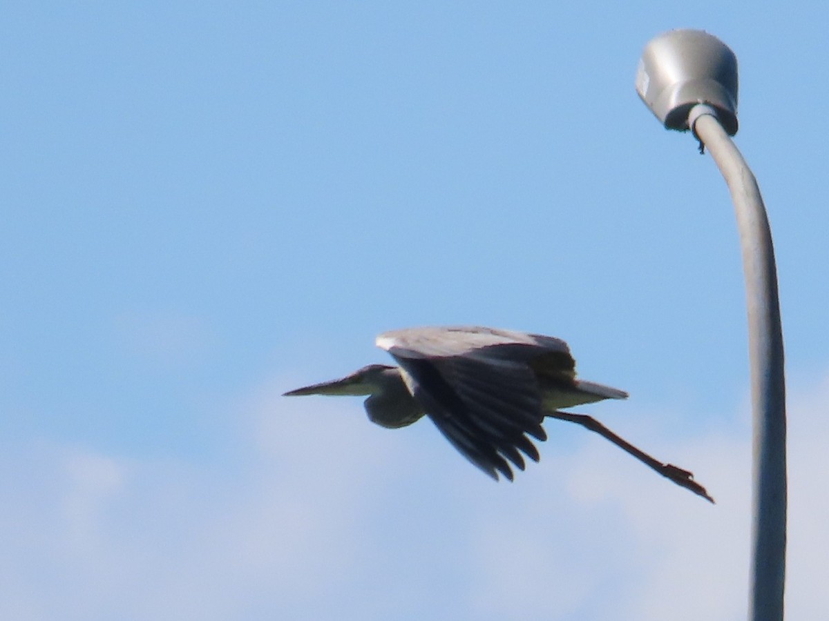 Koartza hauskara - ML646396297