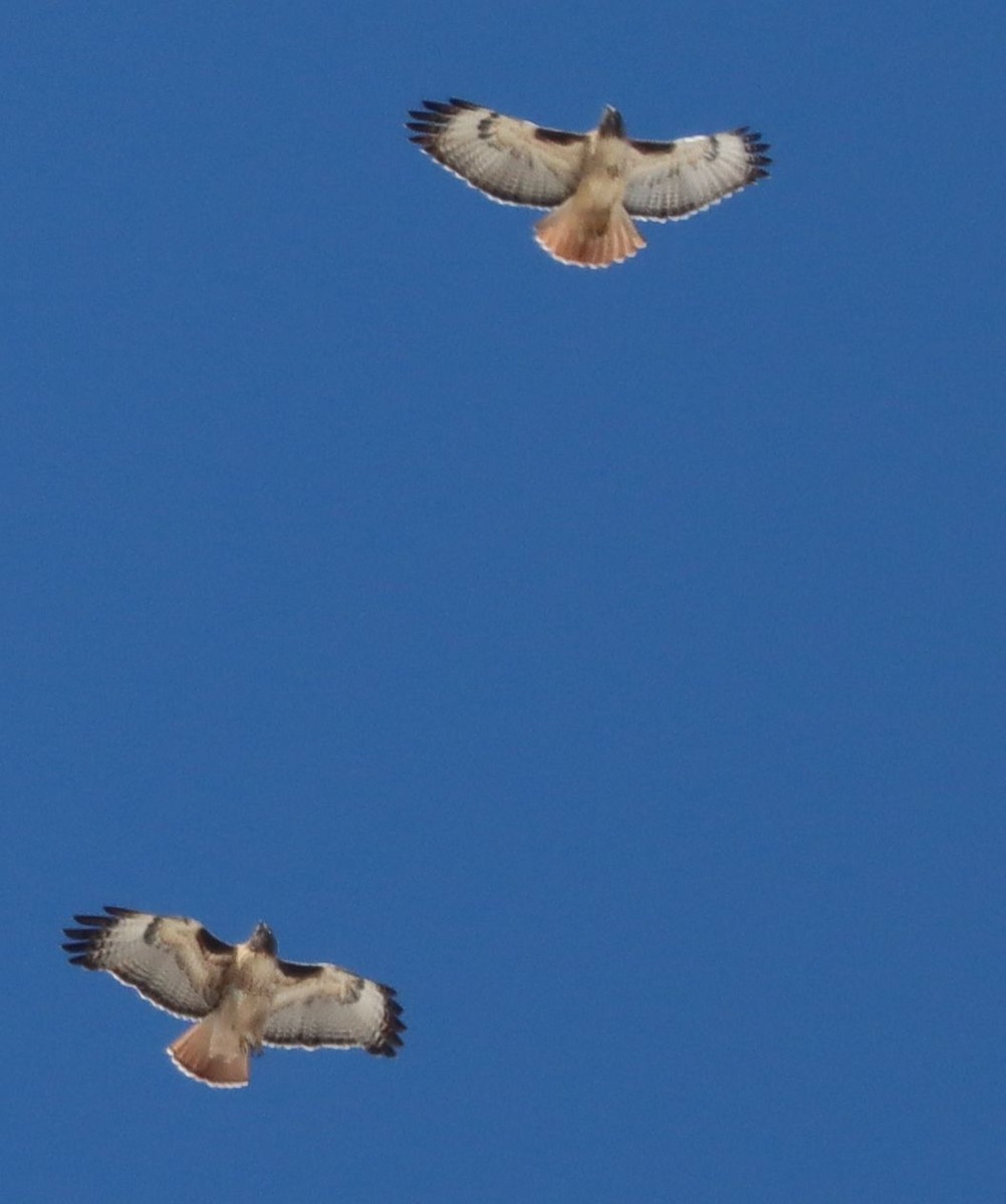 Red-tailed Hawk - ML646396298