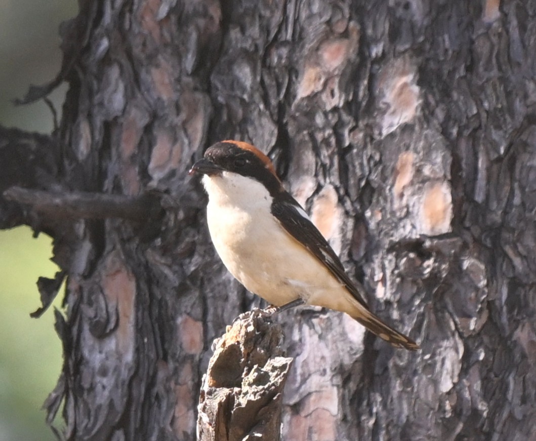 Woodchat Shrike - ML646396299