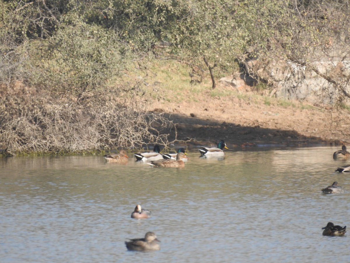 kachna divoká - ML646396300