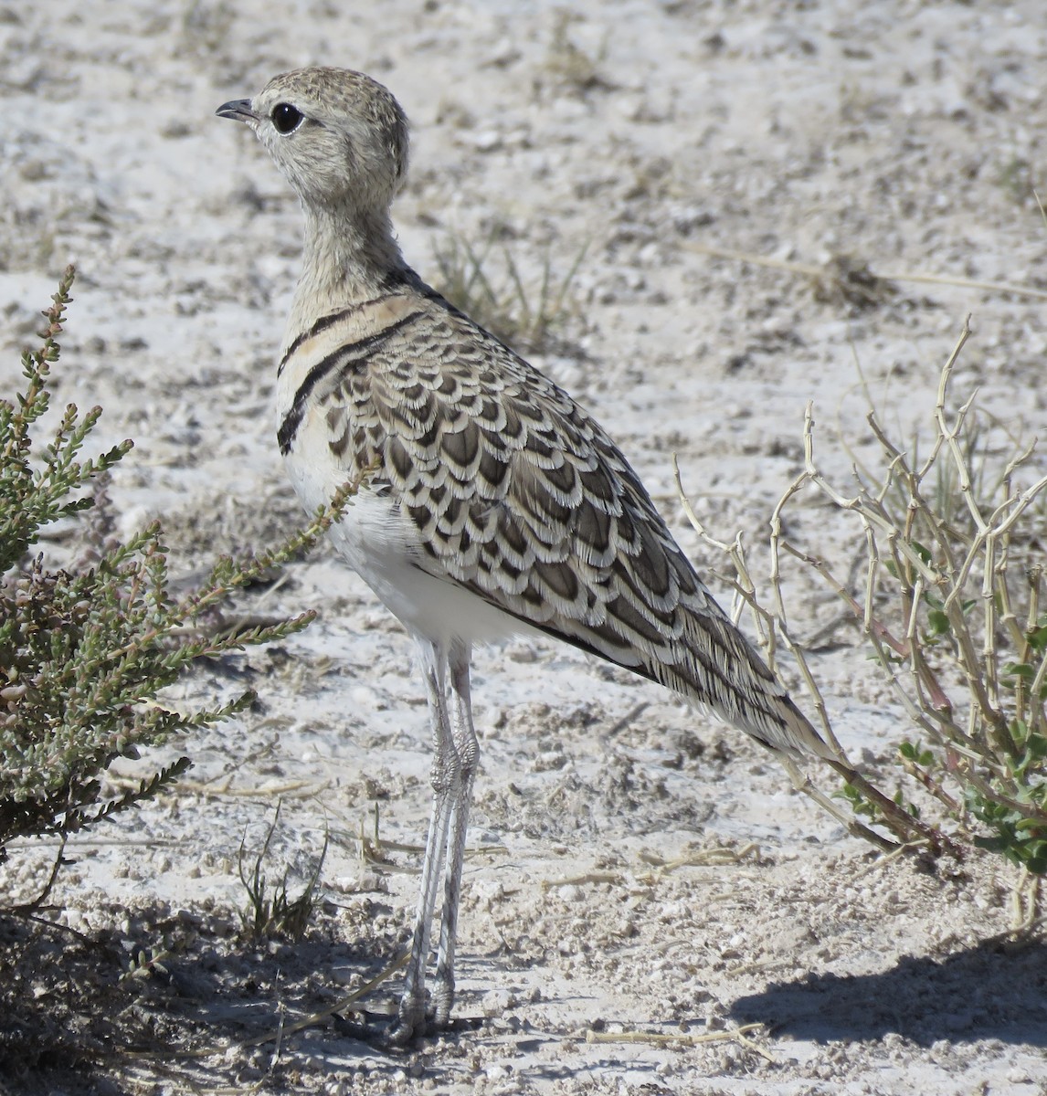 Double-banded Courser - ML646396301